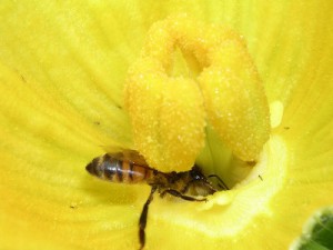 カボチャ 花を増やそう 蜜源 花粉源 データベース みつばち百花