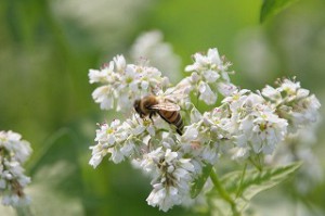 ソバ 花を増やそう 蜜源 花粉源 データベース みつばち百花