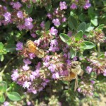 イブキジャコウソウ