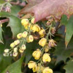 ヒイラギナンテン