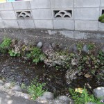 ユキノシタ