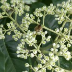 ビービーツリー