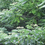 カラスザンショウ