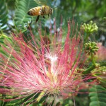 ネムノキ（合歓木）